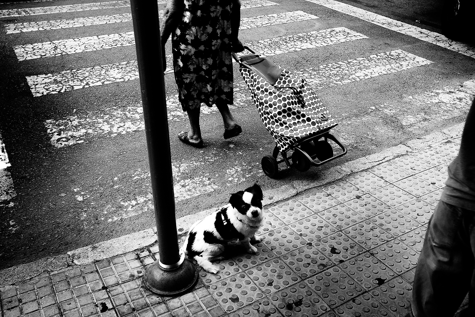 Dog by pedestrian crossing